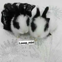 جرسی کوتوله