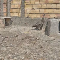 بوقلمون ماده درشت حیکل یک ساله تخم گذارکرچ شو