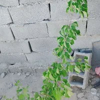فروش-باغچه-حصار-مهتر-جاده-شهریار