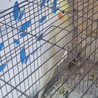 عروس هلندی لوتینو با کیفیت|پرنده|جم, |دیوار