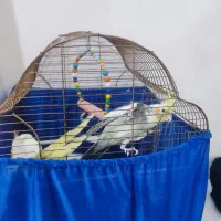 عروس هلندی دست مو|پرنده|اشنویه, |دیوار