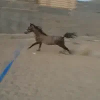 سالار کری نریون کردتاییدیه دار