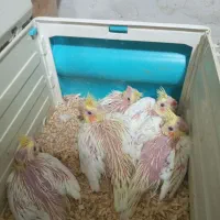 جوجه لیتنو سرلاکی