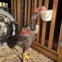 لاری نصل دار|حیوانات مزرعه|رشت, گیل|دیوار