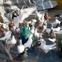 کبوتر پروازی|پرنده|شفت, |دیوار