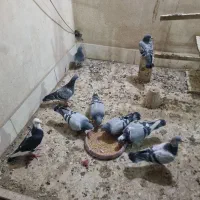 پلاکی مسافتی|پرنده|خمینیشهر, |دیوار