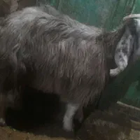 بزغاله ماده|حیوانات مزرعه|کنگاور, |دیوار