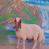 بره شیشک قوچ سنجابی اصل