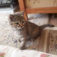 500 هزار تومن مژدگانی یابنده بچه گربه|گربه|شهرضا, |دیوار