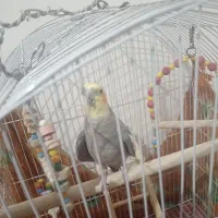 عروس طوطی اهلی