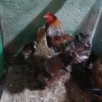 تخم نطفه دار برهما لایت و پاتریج و گلین