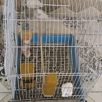 جفت کوتوله آلبینو مولد ضمانتی با تمام وسایل|پرنده|زاهدان, |دیوار