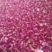 گل محمدی