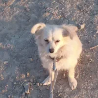 پامر روباهی نژاد (اصل)|سگ|تهران, جوادیه|دیوار