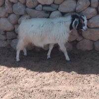 کهره چاق ، بز کهره دار|حیوانات مزرعه|نیریز, |دیوار