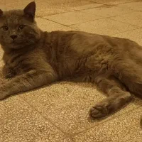 حامی و ا س پ ا ن سر