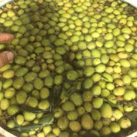 زیتون کنسروی امساله