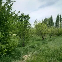 ۳۰۰۰هزار متر مربع باغ|فروش زمین و ملک کلنگی|سلماس, |دیوار