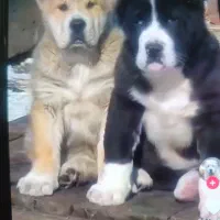 سگ الا بای ترکمنی اصل با مدارک کامل|سگ|تهران, خلیج فارس|دیوار