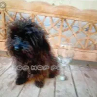 سگ مشکی رنگ گمشده مژدگانی