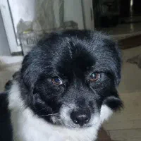 سگ پیدا شده