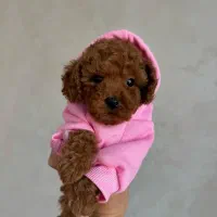 سگ توی پودل توله dog toy poodle رد و دارک رد