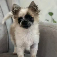 سگ‌‌پامر‌جیبی