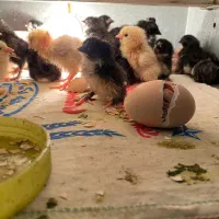 جوجه مرندی پاپر۵روزه سالم