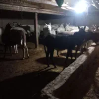 شیر خر|خوردنی و آشامیدنی|میلاجرد, |دیوار