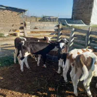 فروش ۶ راس گوساله شیرخوار نر|حیوانات مزرعه|گمیشان, |دیوار
