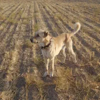 وگذاری سگ گله