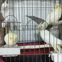 عروس هلندی|پرنده|اهواز, کیانشهر|دیوار