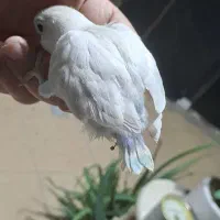 جوجه های سرلاکی برزیلی وعروس ومرغ عشق