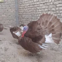 تخم نطفه دار بقلمون بوربون ،نژاد برتر|حیوانات مزرعه|بجنورد, |دیوار