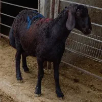 گوسفند زنده همراه با قصاب سلاخ سیار