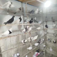 پنجاه عدد کبوتر|پرنده|پیر بکران, |دیوار