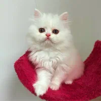 پرشین عروسکی زیبا|گربه|رشت, منظریه|دیوار