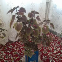 گل های زیبا