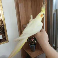 عروس هلندی درشت فول اهلی با قفس بزرگ کاسکویی