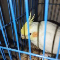 عروس هلندی رام|پرنده|سراوان, |دیوار