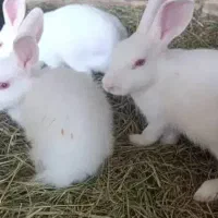 یک جفت خرگوش سفید