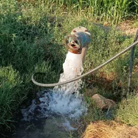 باغ باغچه/1000متر/شهر فاروق|فروش زمین و ملک کلنگی|شیراز, کوی فرهنگیان|دیوار