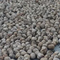 گردو تازه امسال پرمغز و ارگانیک پاوه|خوردنی و آشامیدنی|پاوه, |دیوار