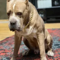 سگ گم شده مژدگانی