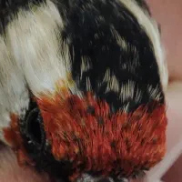 گلبسر سهره ،سهره قناری|پرنده|شیراز, تندگویان|دیوار