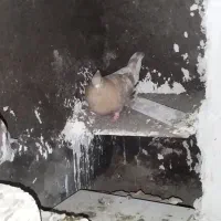 کفتر نیم تنه