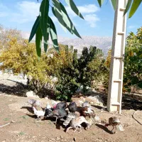 بوقلمون فروشی تعداد7|حیوانات مزرعه|یاسوج, |دیوار