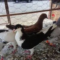 کبوتر