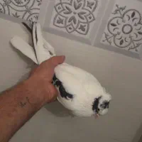 کبوتر سینه شاپر