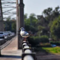 استخدام مدل برای عکس فضا باز|استخدام هنری و رسانه|اهواز, شهرک حفاری|دیوار